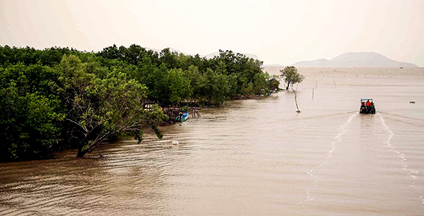 Trong ảnh: Đai rừng phòng hộ đang mất dần do sạt lở tại cửa biển ở xã Đất Mũi, huyện Ngọc Hiển. Ảnh: Huỳnh Thế  Anh– TTXVN