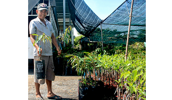Loại cây giống sầu riêng ghép được 1 cơi lá, tại một cơ sở sản xuất kinh doanh giống cây ăn trái ở huyện Chợ Lách, tỉnh Bến Tre. Ảnh: KHÁNH TRUNG