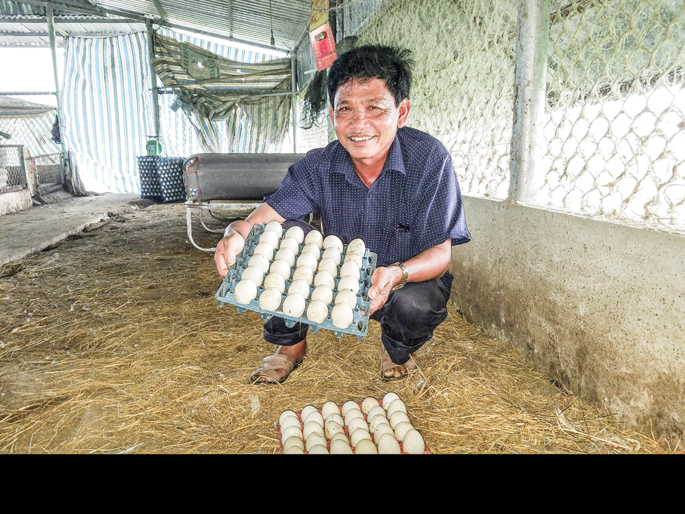 Tỉ phú vịt trên Đồng Tháp Mười