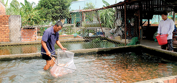 Mua bán cá giống tại một cơ sở sản xuất kinh doanh cá giống ở huyện Thới Lai, TP Cần Thơ. Ảnh: K. TRUNG