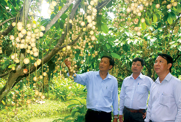 Bảo vệ, phát triển diện tích vườn cây ăn trái