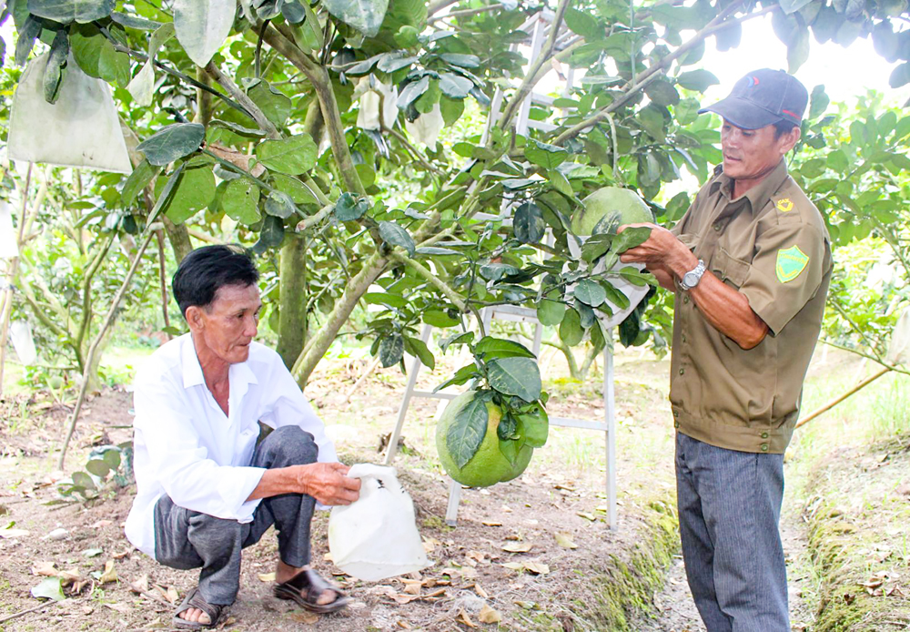 Khấm khá nhờ trồng bưởi da xanh