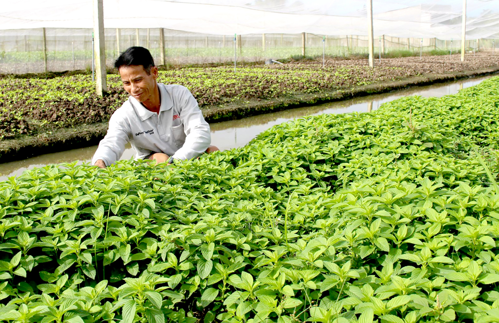 Dụng cụ trồng cây tự động TCD761 1 tay cầm Ống hỗ trợ trồng cây Máy trồng  cây gieo hạtCông nghệ Nông Nghiệp