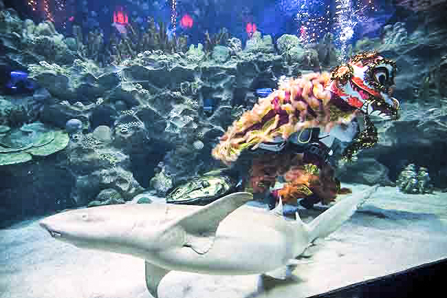 Múa lân dưới nước đón xuân Kỷ Hợi