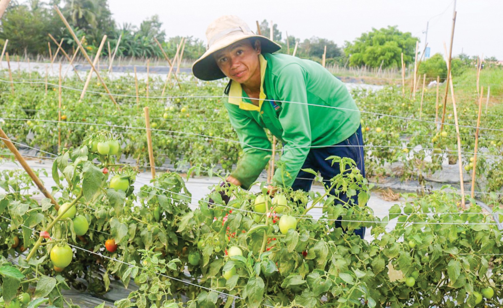 Sản xuất rau màu tại vùng sản xuất rau màu tập trung ở xã Thới Tân, huyện Thới Lai, TP Cần Thơ. Ảnh: KHÁNH TRUNG