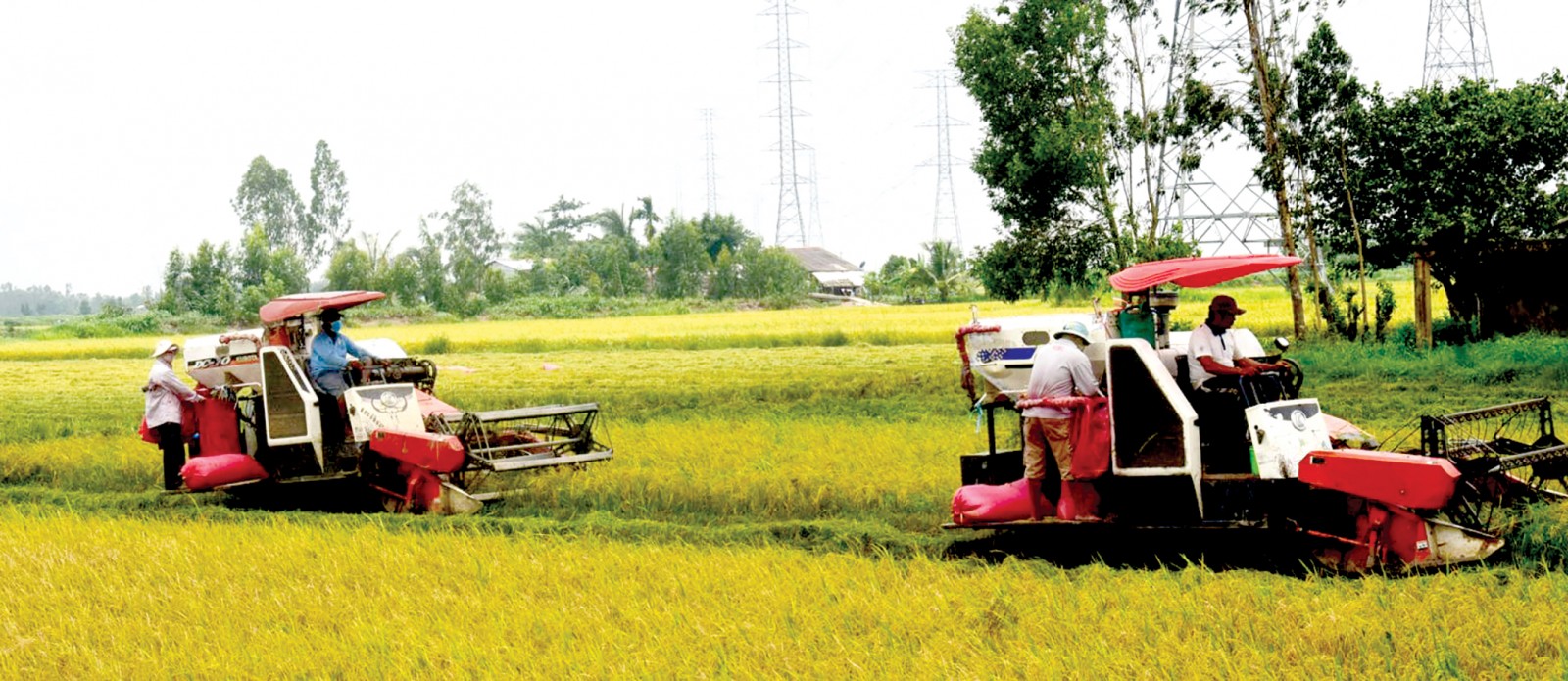 Thu hoạch lúa tại cánh đồng lớn ở xã Mỹ Chánh, huyện Châu Thành. Ảnh: Sơ Ma Lai