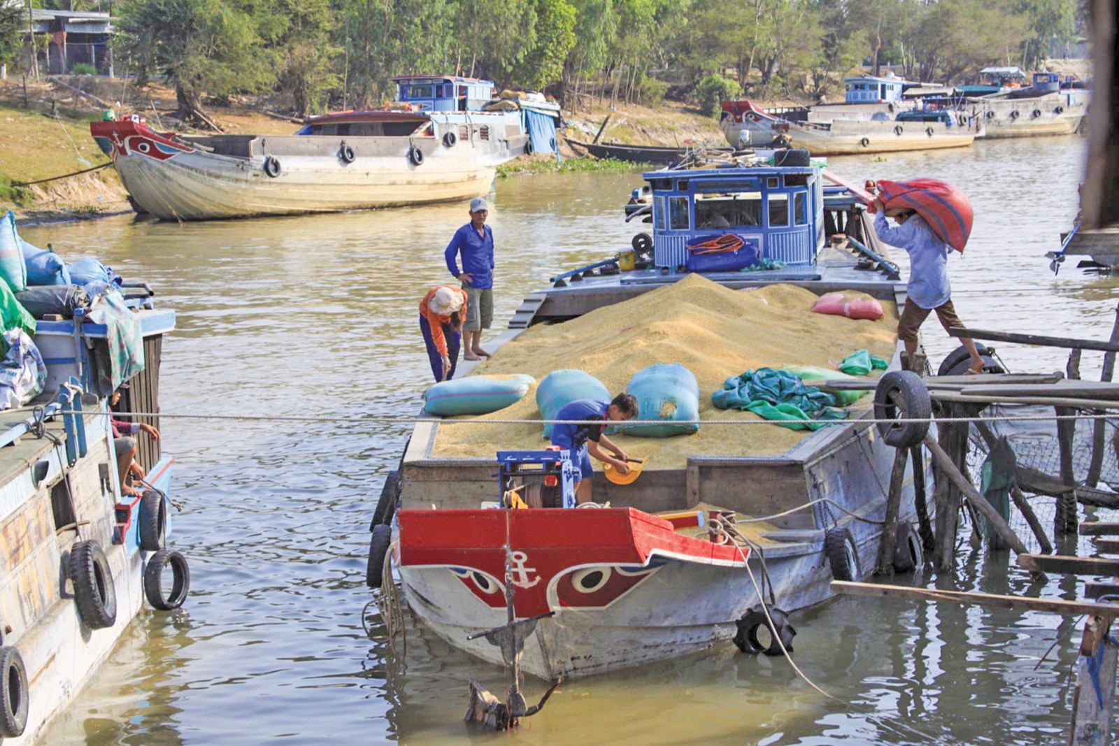 Mua lúa trên kênh Vĩnh Tế, An Giang (ảnh tư liệu). Ảnh: CHÂU LAN