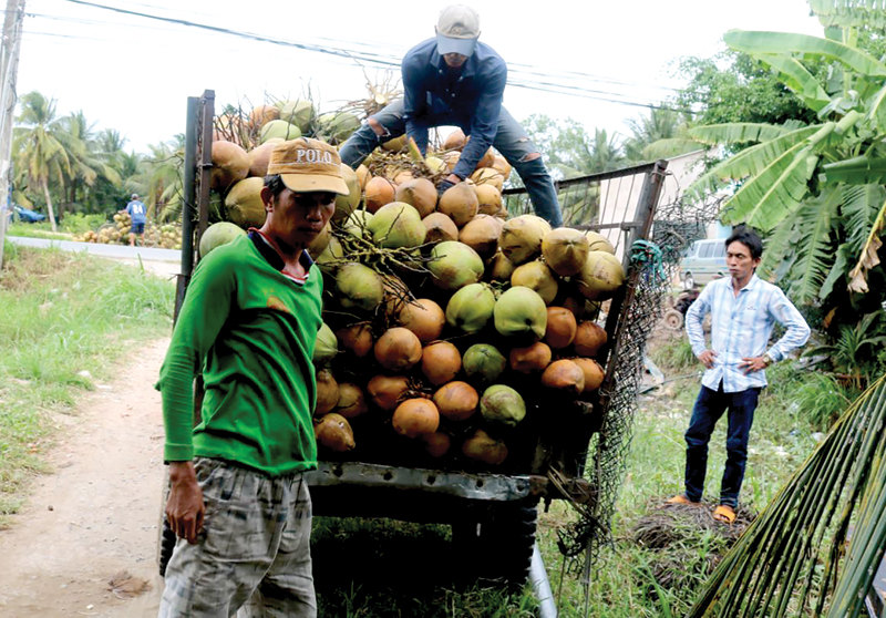 Giá dừa khô tăng