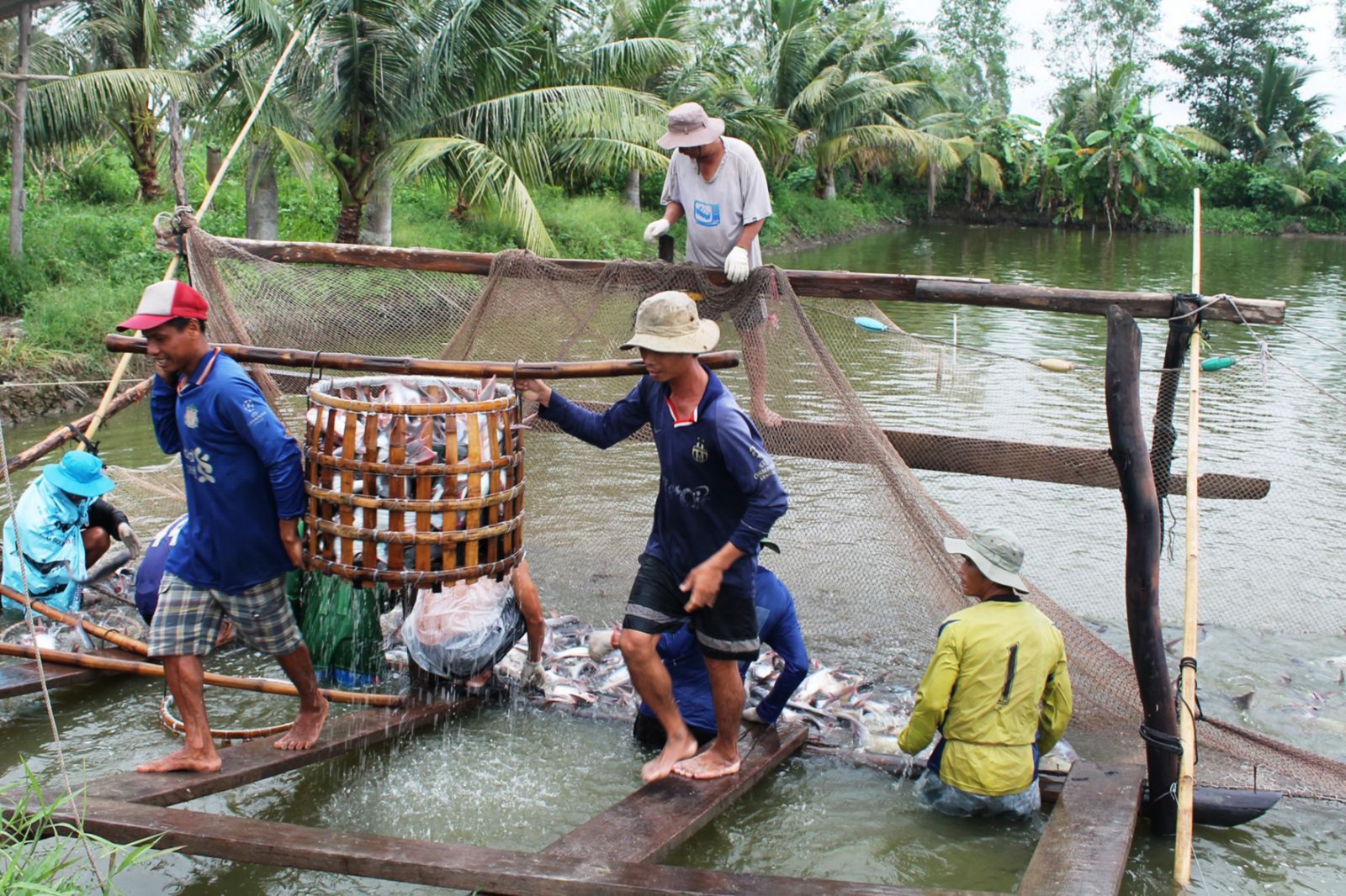 Thu hoạch cá tra nguyên liệu tại ao nuôi ở quận Ô Môn, TP Cần Thơ. Ảnh: KHÁNH TRUNG