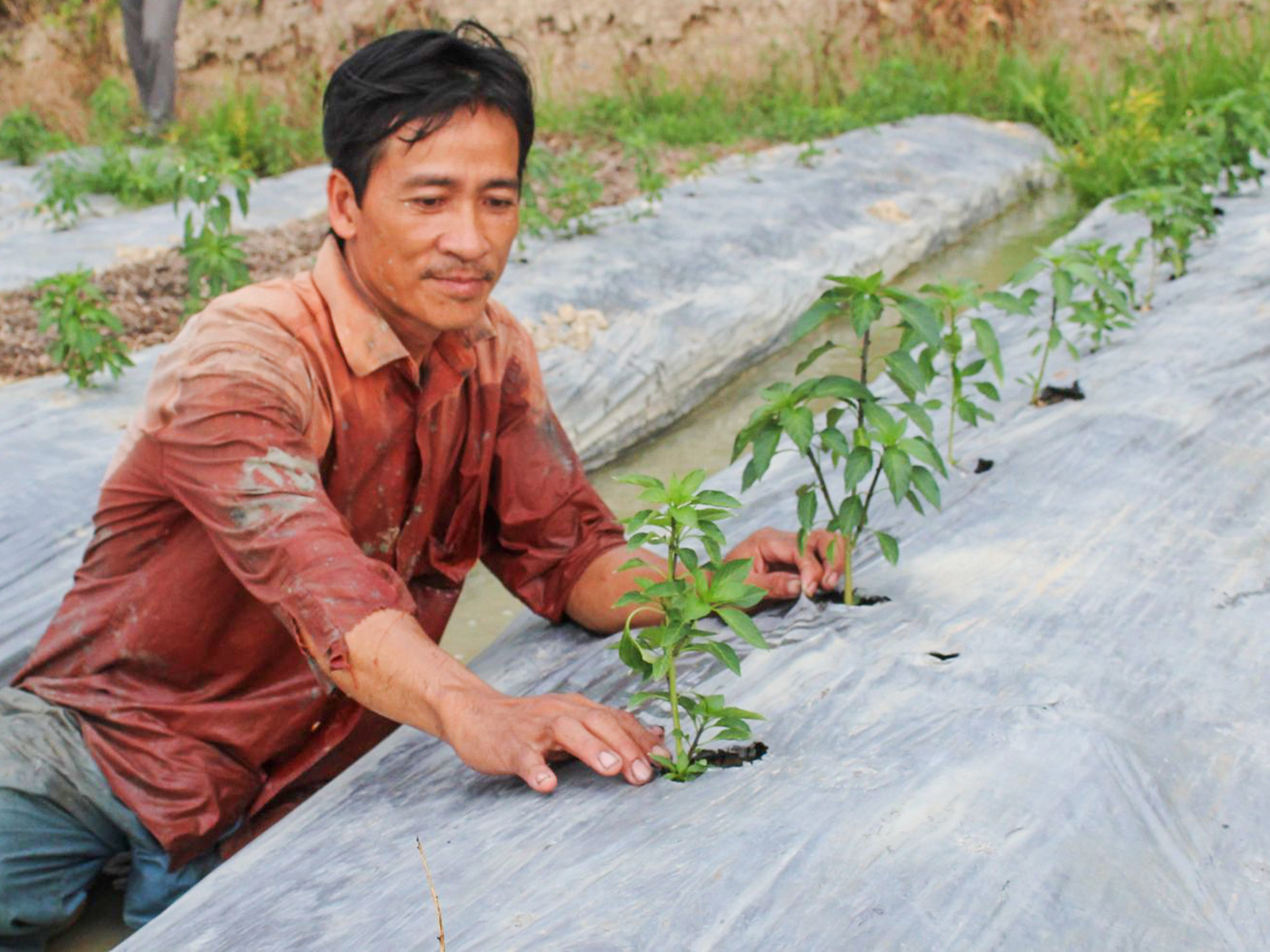 Nhờ vay được nguồn vốn Quỹ hỗ trợ nông dân quận Cái Răng, ông Hên đã có thu  nhập ổn định nhờ trồng màu chuyên canh. Ảnh: THANH THƯ