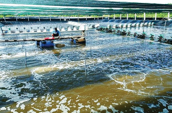 Top với hơn 77 về mô hình nuôi tôm siêu thâm canh mới nhất