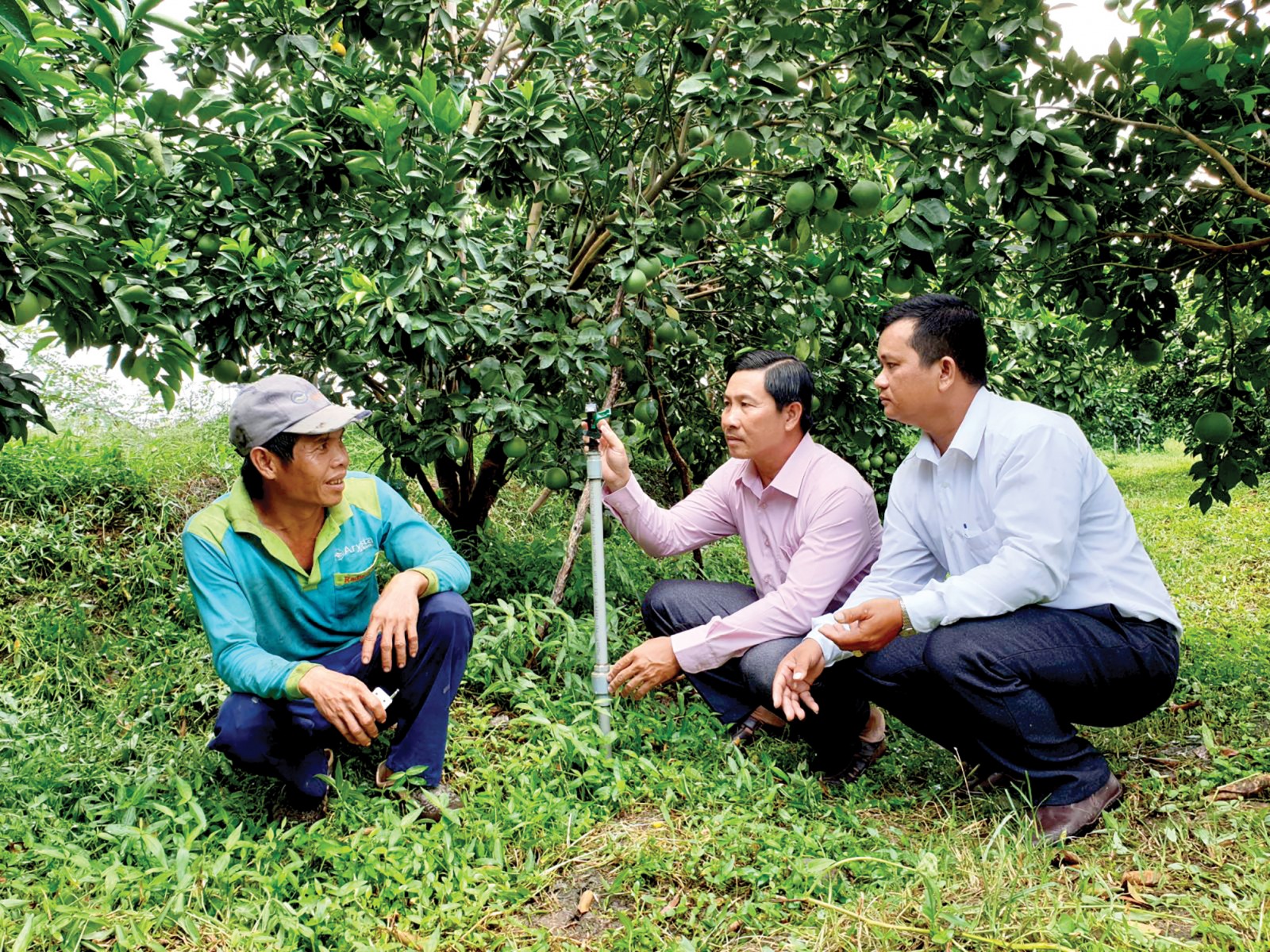 Hệ thống phun tưới tự động trên vườn cam mật của nông dân Lê Quang Vinh, ngụ tại ấp Đông Hòa, xã Đông Hiệp, huyện Cờ Đỏ. Ảnh: HỒNG VÂN