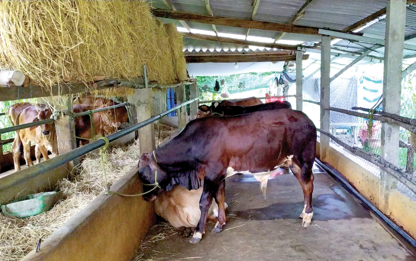 Bò giống lai BBB tại một trại bò ở tỉnh Bến Tre. Ảnh: KHÁNH TRUNG