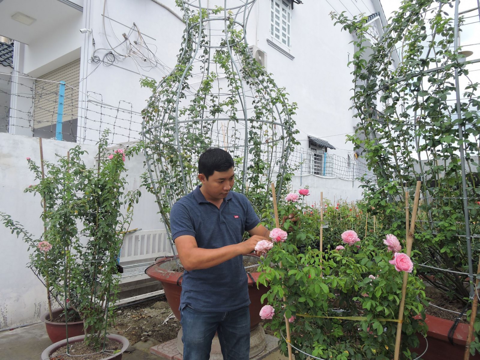 Anh Khoa chăm sóc hoa hồng tại vườn. Ảnh: MỸ TÚ