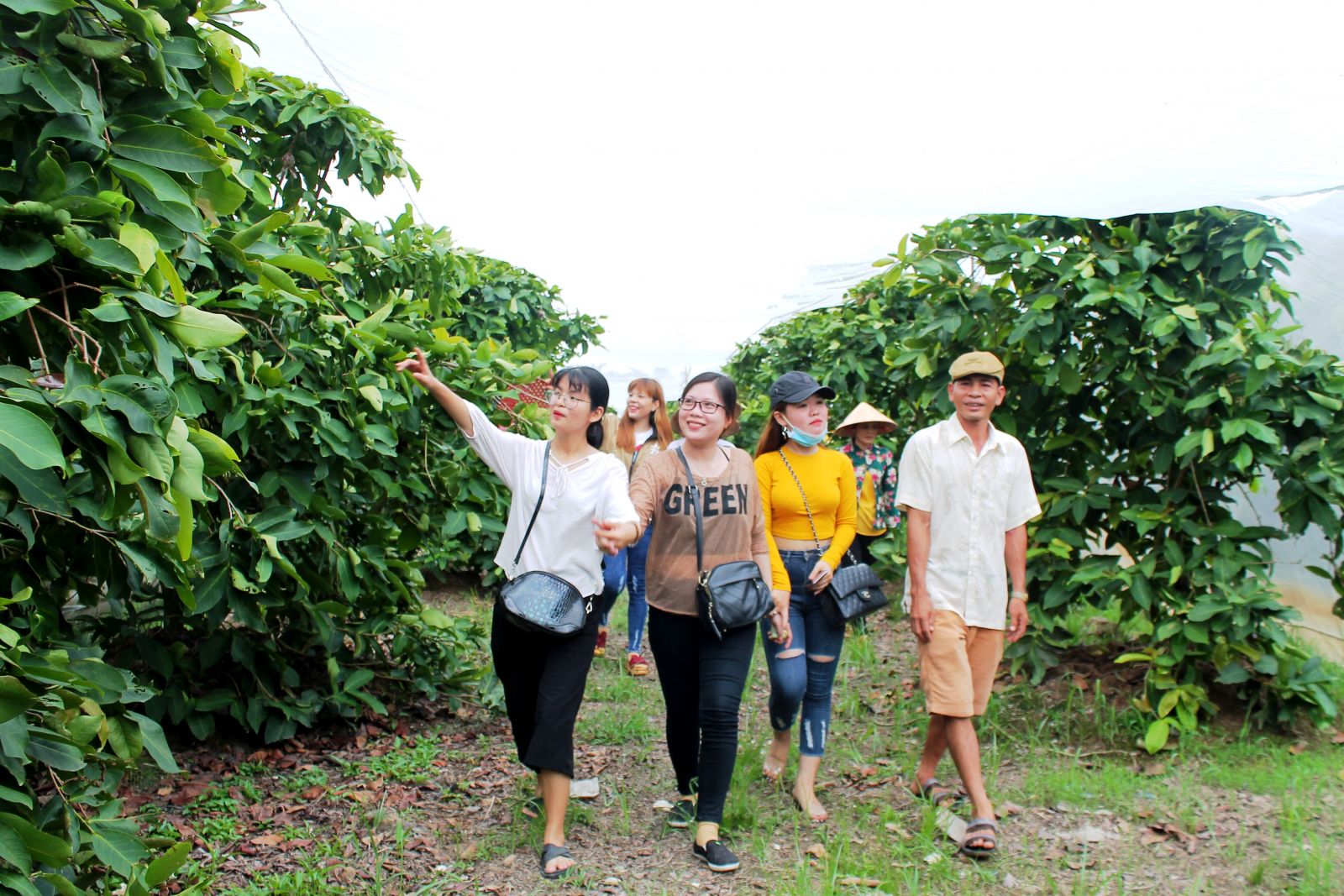 Tham quan vườn trái cây trên cù lao tươi xanh, yên bình là một hoạt động không thể thiếu của du khách khi đến với lễ hội.