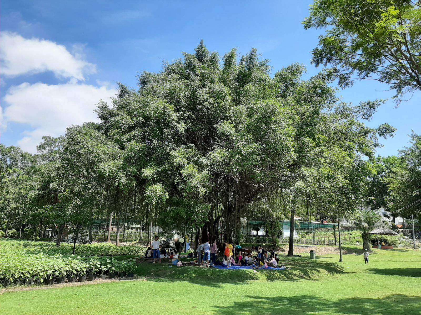 Giữa cái nắng gay gắt của mùa hè phương Nam, những tán cây xanh là điểm hẹn lý tưởng cho các cuộc vui chơi cuối tuần cùng gia đình, bè bạn.