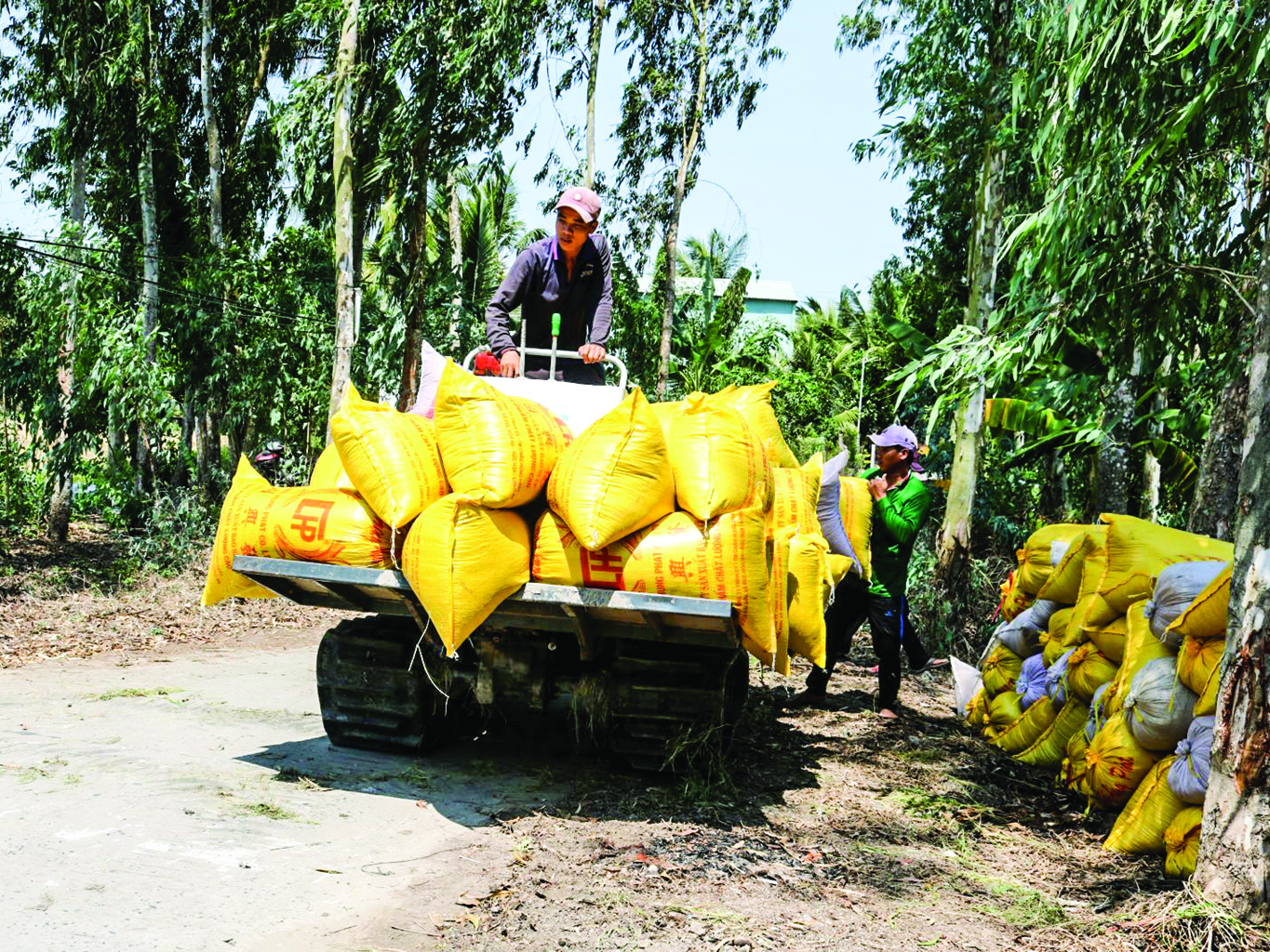 Thu hoạch lúa ở huyện Cờ Đỏ, TP Cần Thơ.