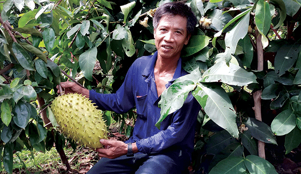 Mô hình trình diễn trồng cây ăn quả có múi tại xã Việt Hồng Bắc Quang   Báo Hà Giang điện tử