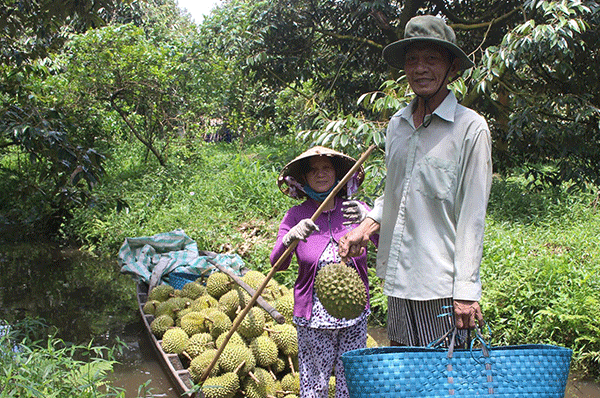 Cây giống sầu riêng Thái Lan Trung tâm giống Nông Nghiệp Việt