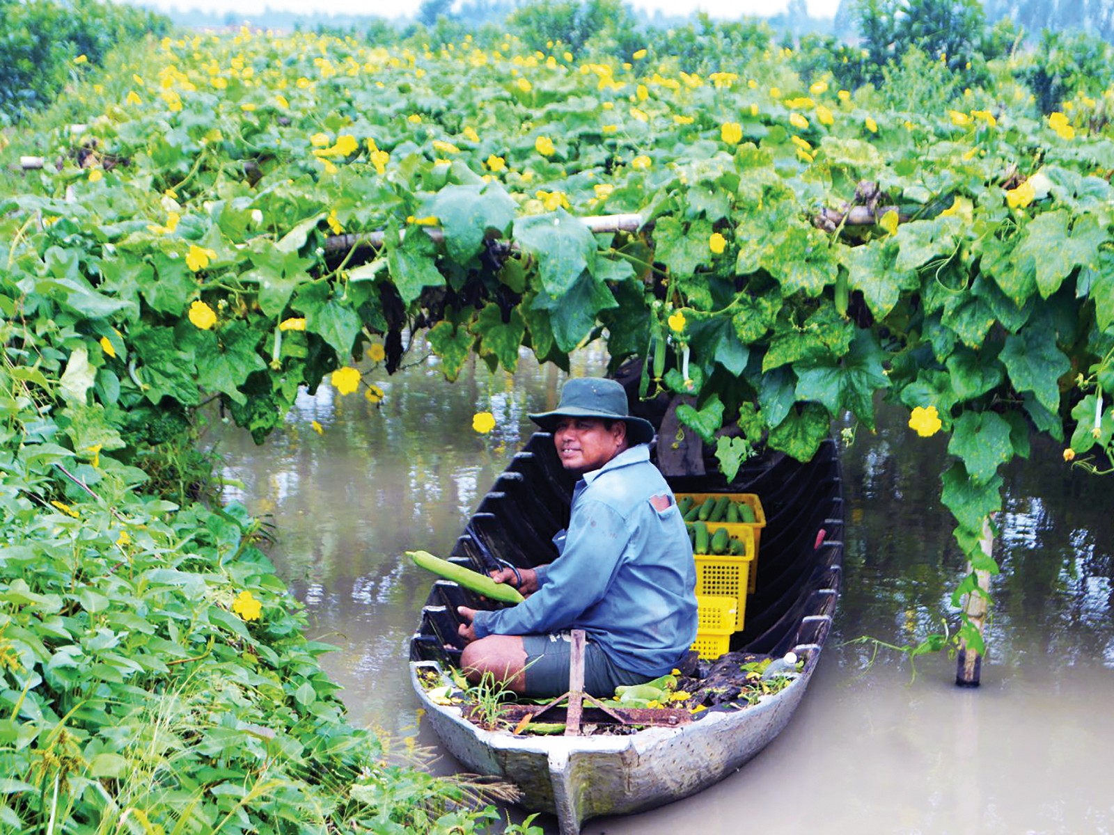 Mô hình trồng mướp chuyên canh tại xã Định Môn.