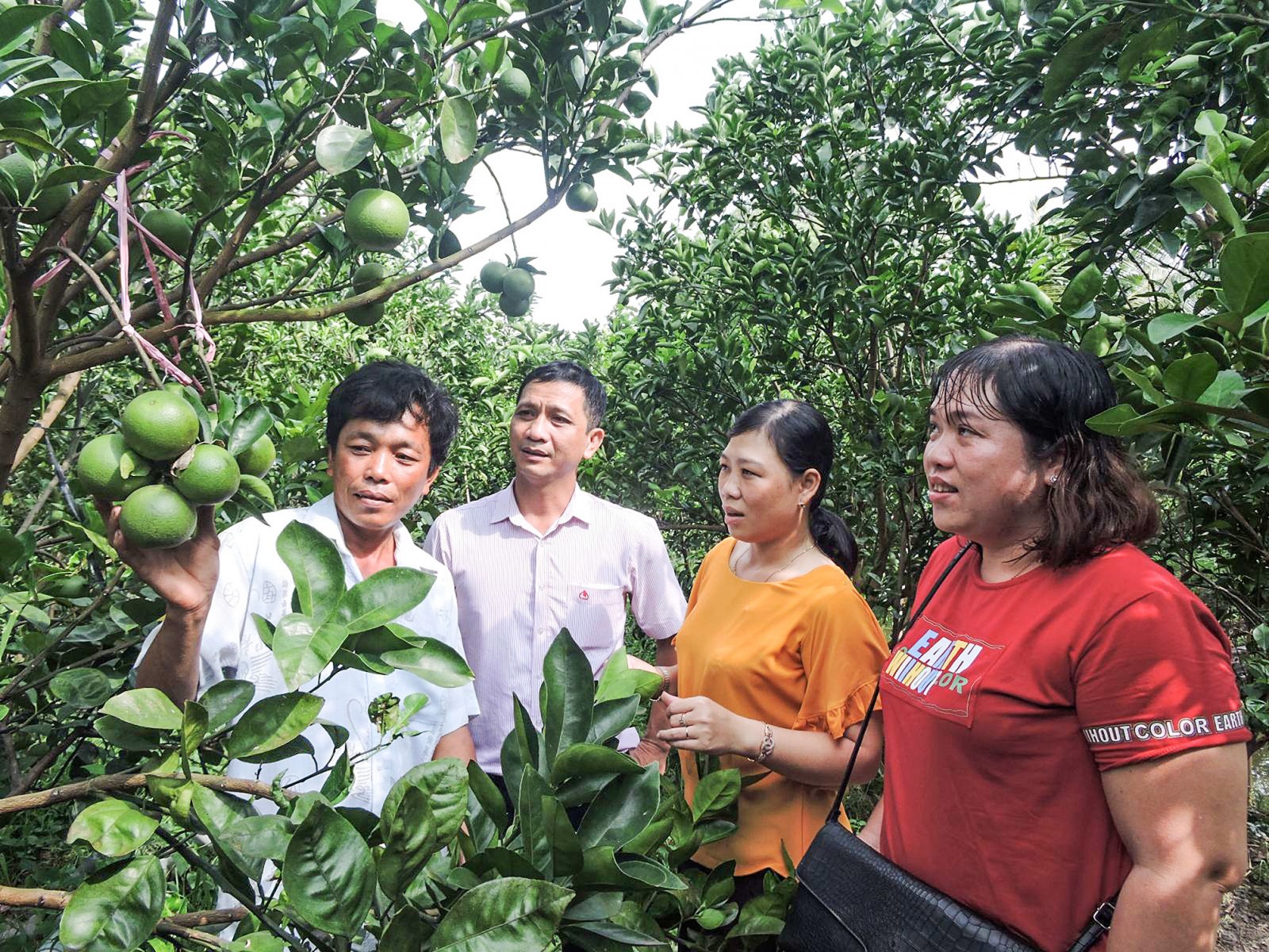 Anh Nguyễn Thanh Hùng (bìa trái), giới thiệu vườn cam xoàn được chăm sóc, phát triển nhờ một phần sự hỗ trợ từ vốn vay NHCSXH.