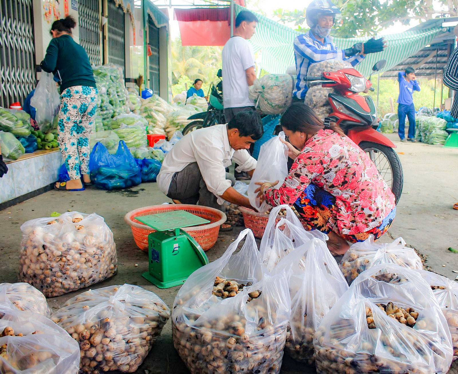 Nấm rơm được tiểu thương ở phường Tân Hưng, quận Thốt Nốt, TP Cần Thơ thu mua cho vào bọc chở đi các nơi tiêu thụ.