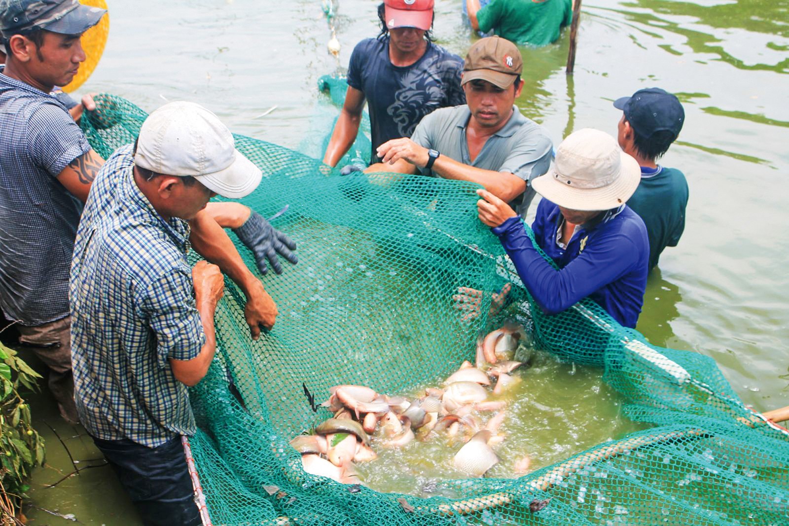 Thu hoạch cá điêu hồng tại ao nuôi của một hộ dân ở quận Ô Môn, TP Cần Thơ.
