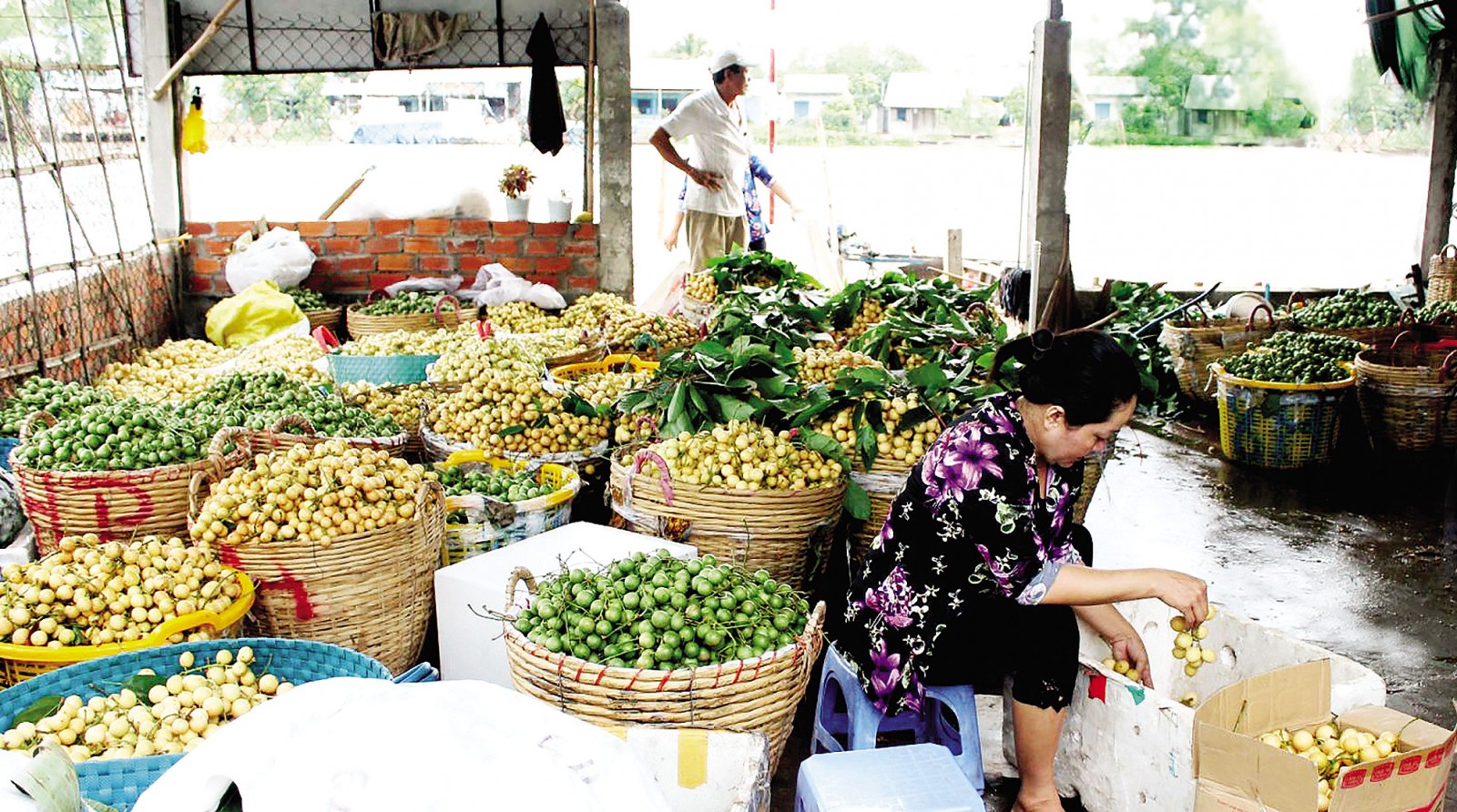Hiện nhiều loại trái cây và nông sản nói chung được tiêu thụ chủ yếu ở dạng tươi, thô. Trong ảnh: Trái cây được thu mua,tập kết tại một vựa thu mua trái cây ở huyện Phong Điền, TP Cần Thơ.