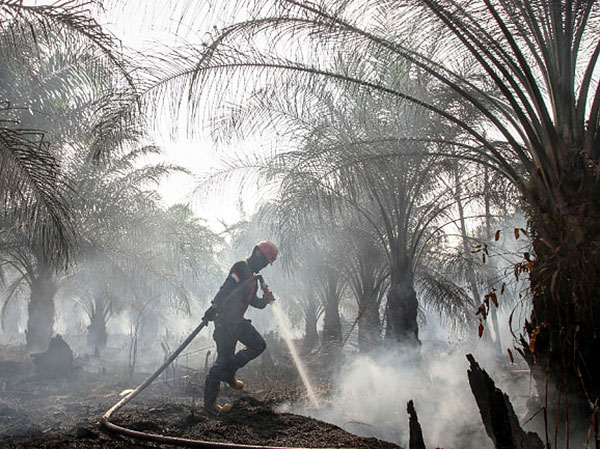 Lực lượng cứu hỏa Indonesia nỗ lực dập tắt rừng cọ bị cháy. Ảnh: Reuters