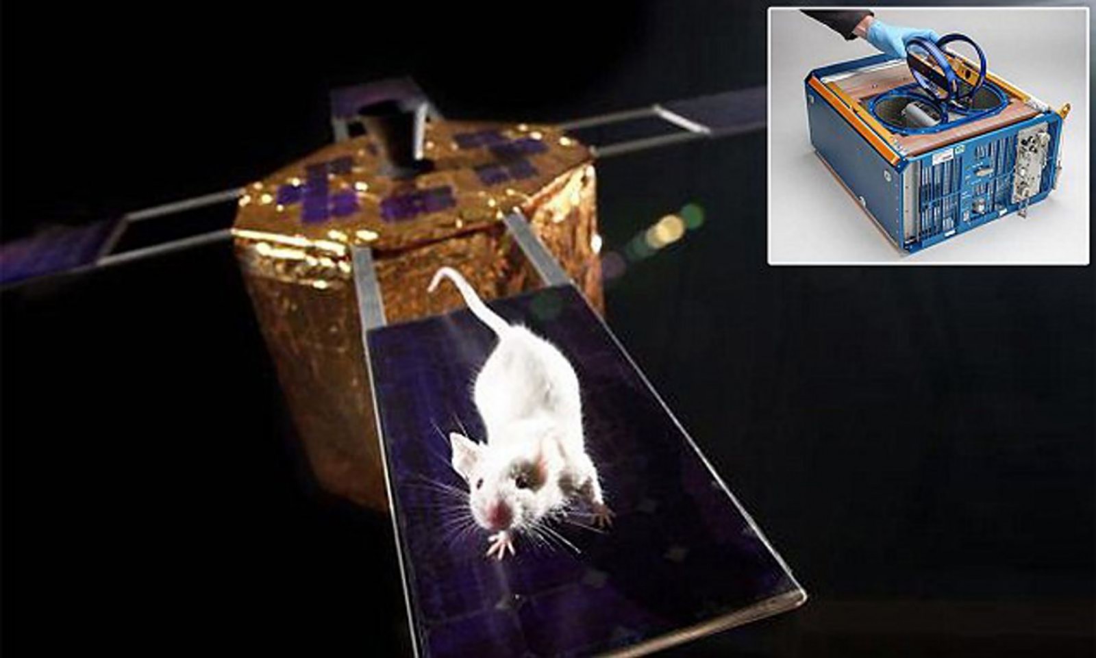 Chuột “phi hành gia” được đưa lên ISS để nghiên cứu. Ảnh: Daily Mail