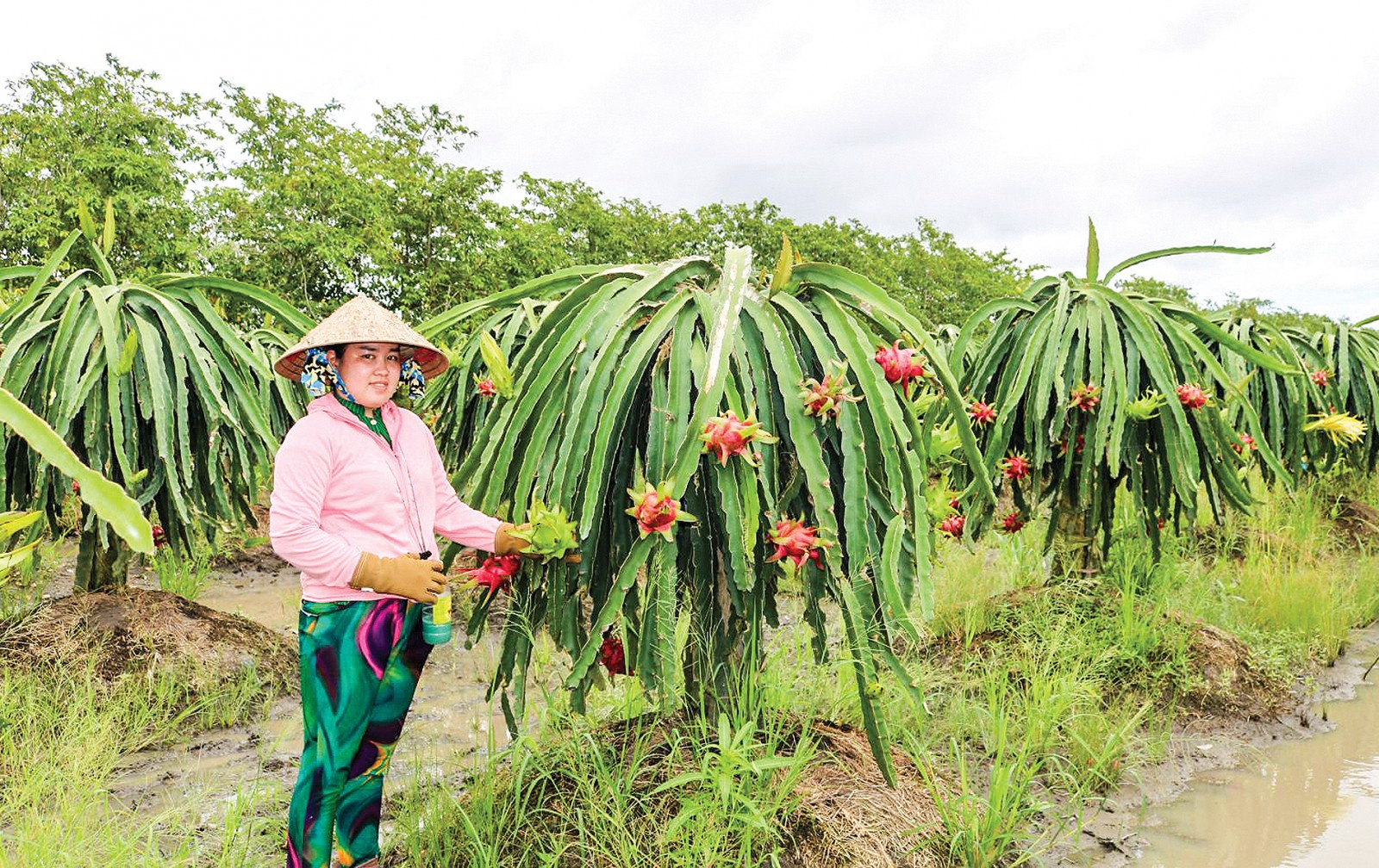 Nông dân ở xã Trường Xuân B chăm sóc vườn cây thanh long ruột đỏ.