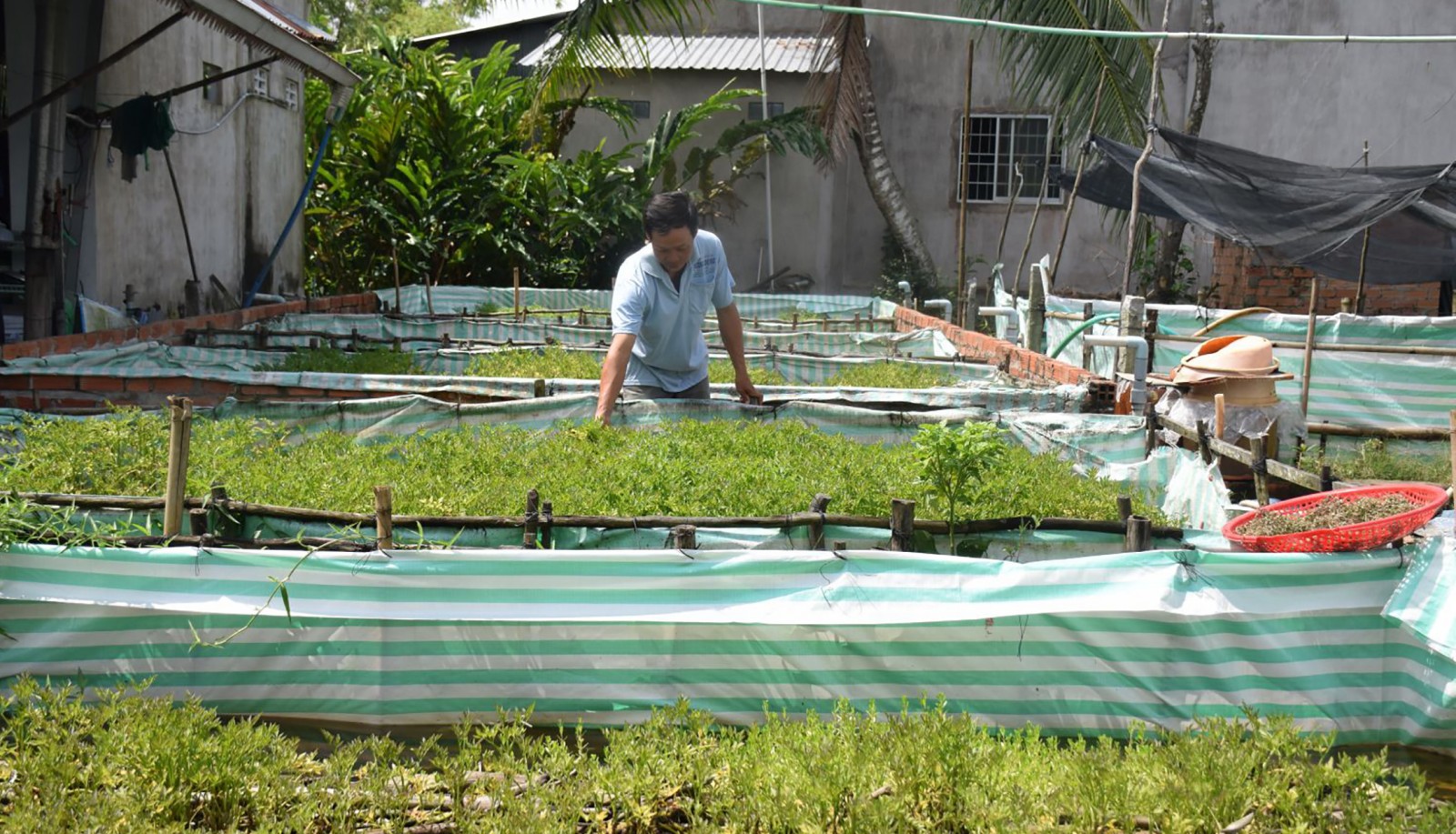 Phát triển sản xuất, xây dựng bền vững nông thôn mới