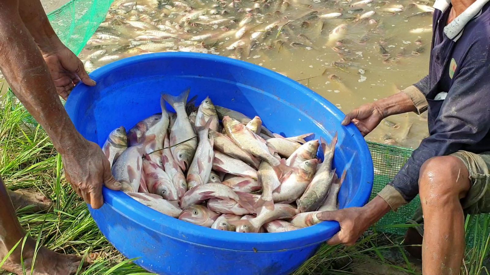 Mưu sinh mùa nước nổi