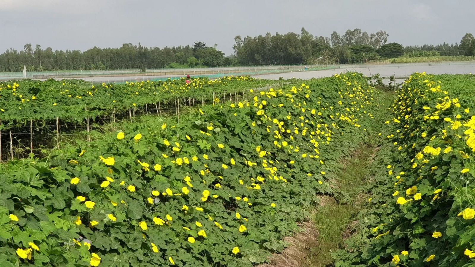 Mưu sinh mùa nước nổi