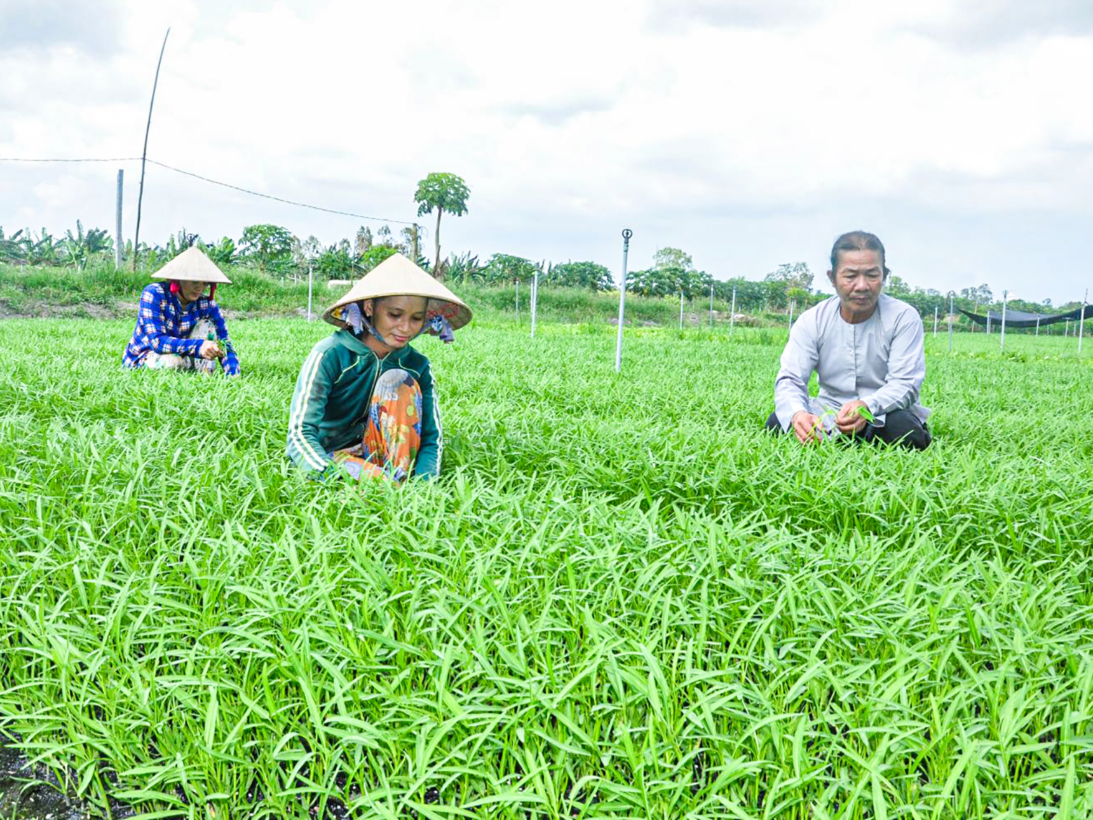 Tích cực chuẩn bị, tổ chức đại hội
đảng bộ các cấp đúng tiến độ