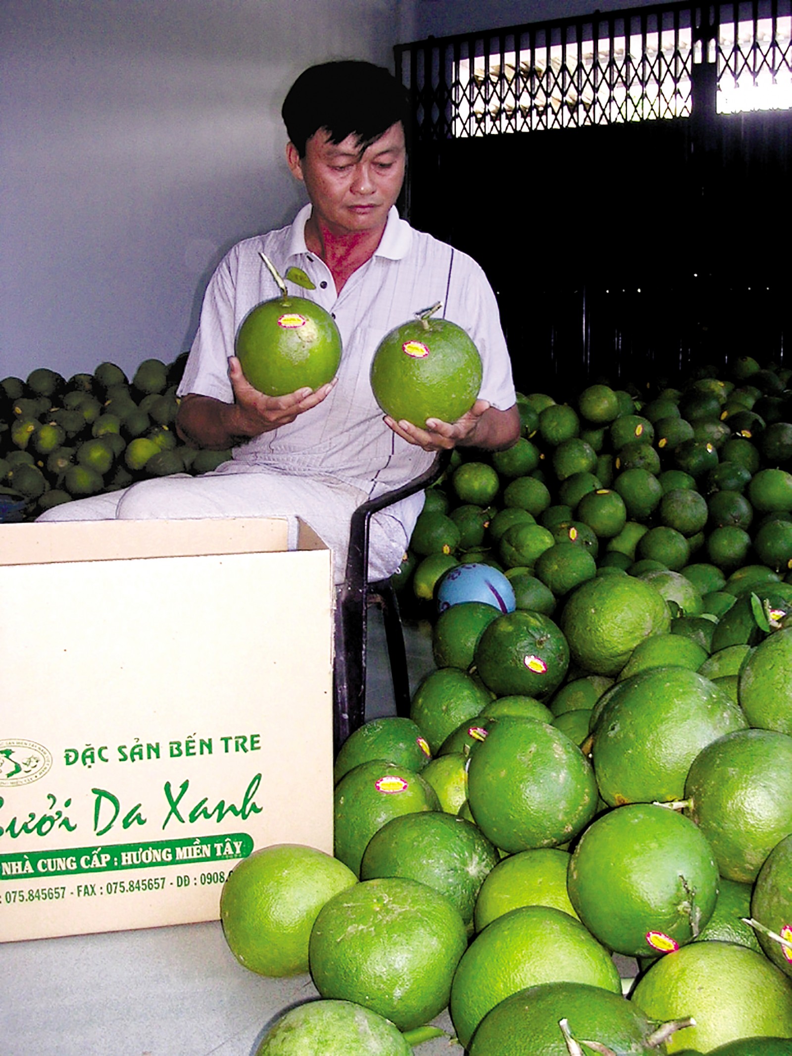 Lo lắng vì bưởi da xanh
khó tiêu thụ