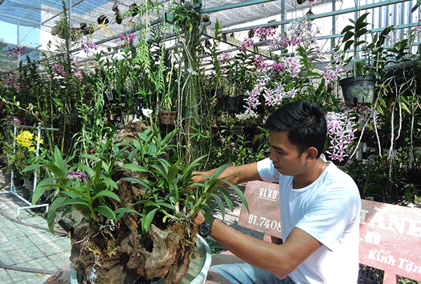 Phát triển tốt với nghề trồng hoa lan - Báo Cần Thơ Online