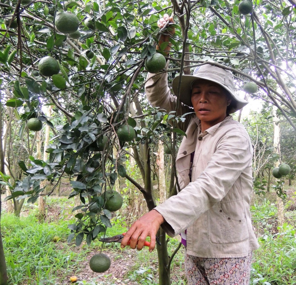 Phong Điền xây dựng nông thôn mới chất lượng, bền vững