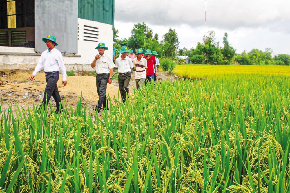 Giải pháp khoa học công nghệ trong hoạt động sản xuất lúa gạo  Bộ KHCN