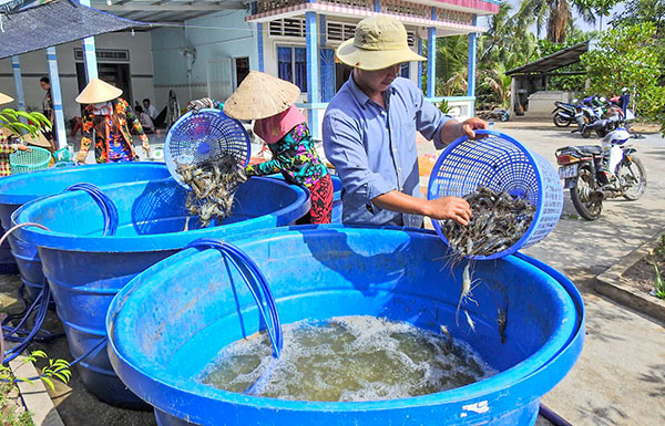 Nghĩa tình ở “vương quốc” tôm càng xanh