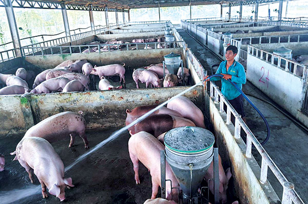 Chăn nuôi heo theo mô hình trại lạnh khép kín tại xã Long Chữ huyện Bến  Cầu tỉnh Tây Ninh