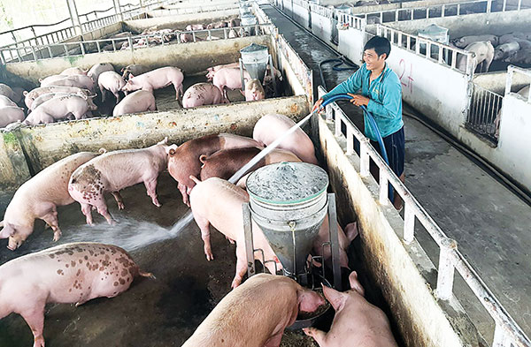 Tổ hợp tác chăn nuôi heo Phước Sang Đưa sản phẩm VietGap đến người tiêu  dùng  Báo Bình Dương Online