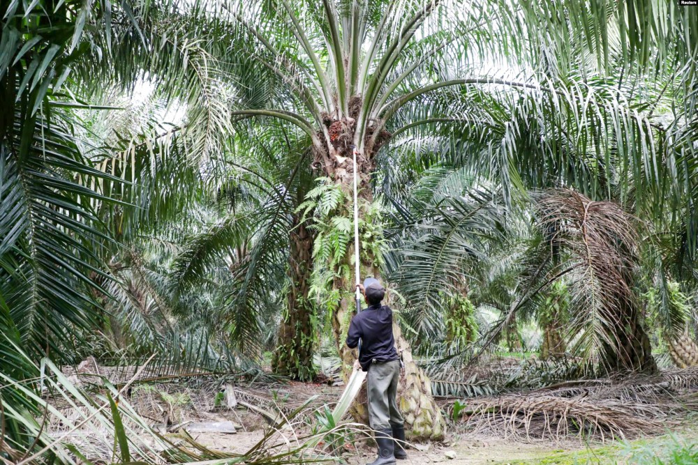 Công nhân thu hoạch cọ dầu ở Malaysia. Ảnh: Reuters