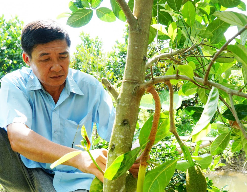 CCB Ngô Văn Phước (ở phường Lái Hiếu, TP Ngã Bảy, tỉnh Hậu Giang) vừa cải tạo vườn để trồng cây ăn trái lâu năm.