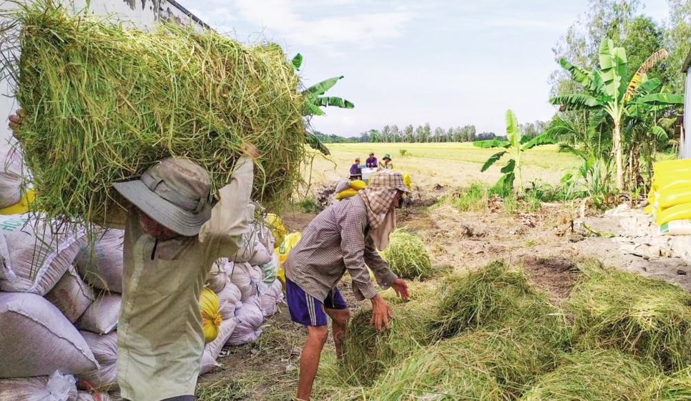 Ruộng lúa của người dân tại xã Thới Xuân, huyện Cờ Đỏ được thương lái thu gom rơm ngay sau khi lúa được thu hoạch.