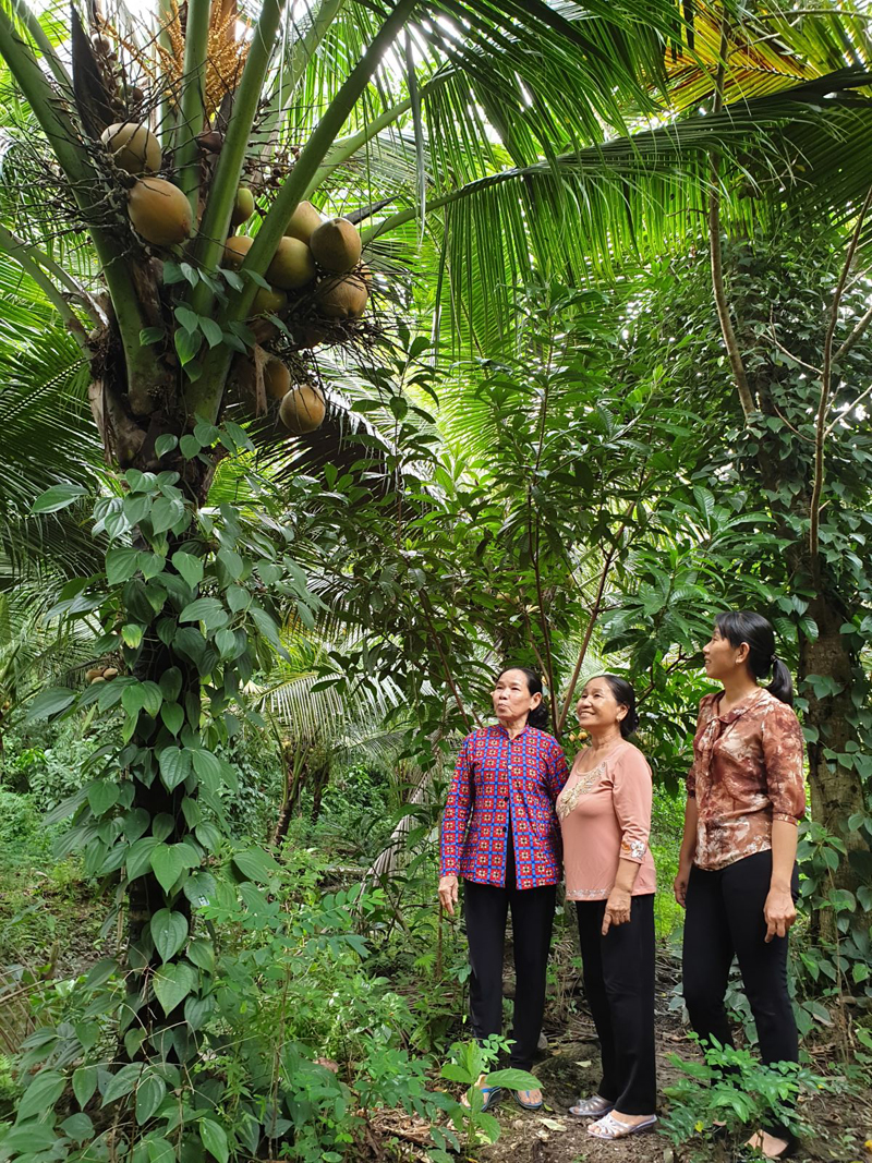 Cán bộ Hội LHPN xã Giai Xuân, huyện Phong Điền thăm hỏi mô hình trồng dừa xiêm của hội viên. 