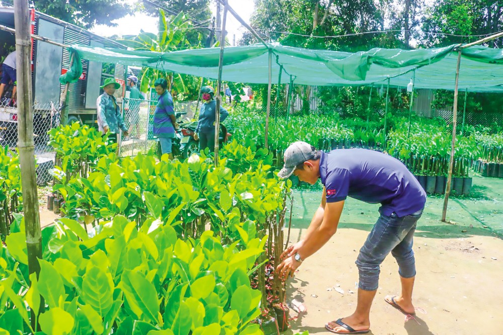 Bán cây giống tại cơ sở cây giống Tấn Lộc ở huyện Phong Điền, TP Cần Thơ.​
