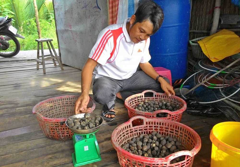 Nhiều hộ dân ở Cà Mau vươn lên khá giả nhờ nuôi thêm sò huyết trong vuông tôm.
