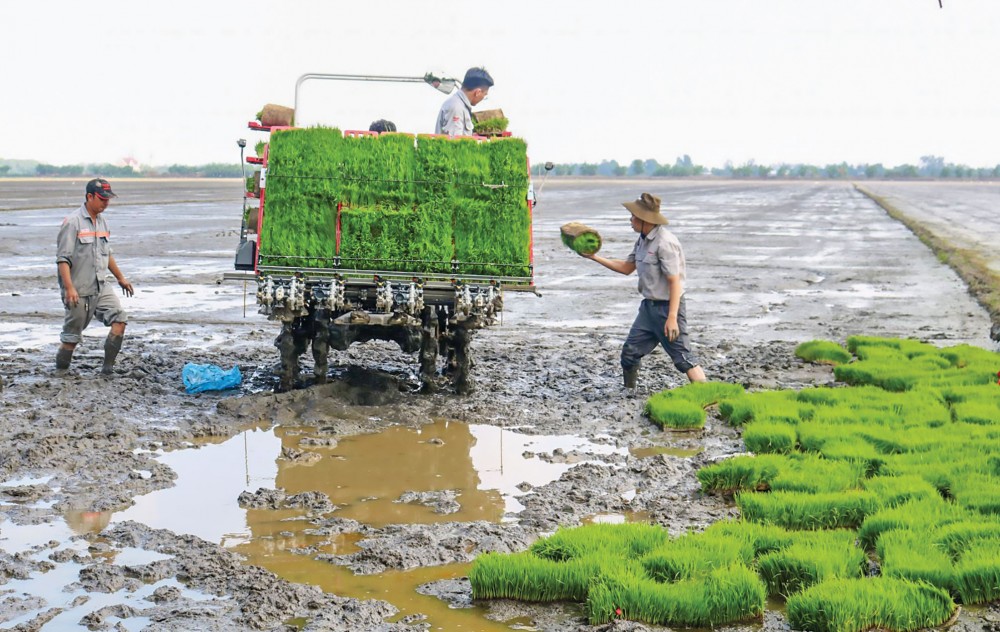 Dự án VnSAT hỗ trợ nông dân tại HTX Thịnh Phát ở huyện Vĩnh Thạnh, TP Cần Thơ thực hiện mô hình trình diễn máy cấy trong vụ đông xuân 2019-2020.