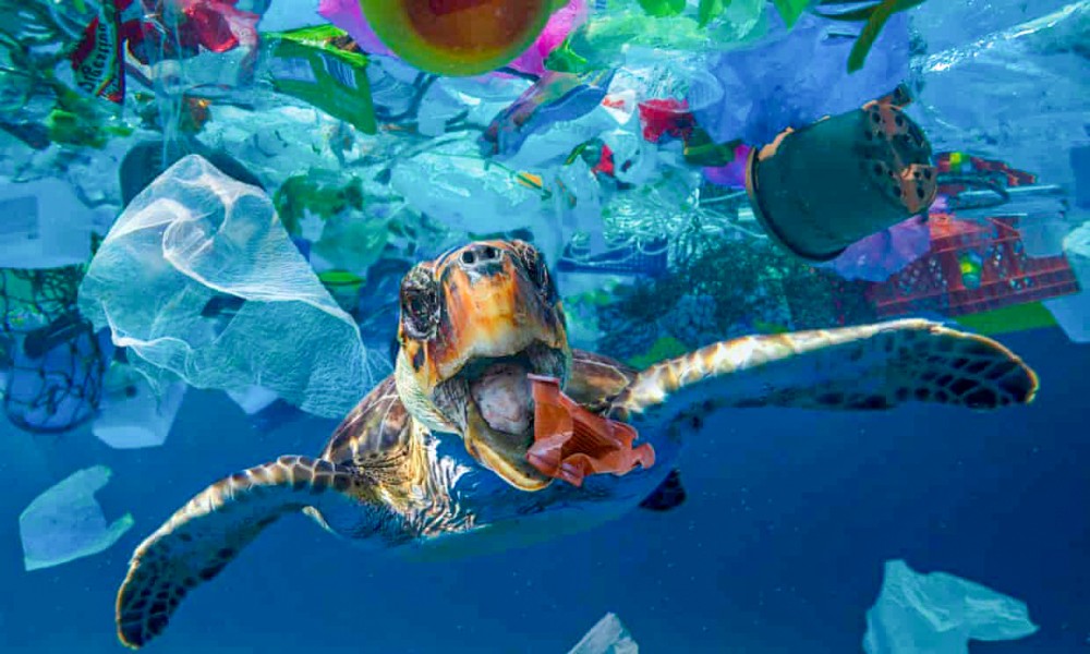 Một chú rùa bị rác thải nhựa bao vây. Ảnh: Guardian